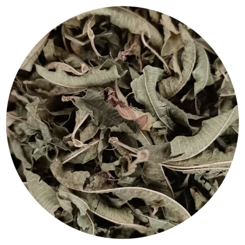 Plante Verveine BIO