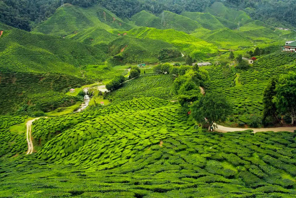 Paysages de plantations de thé