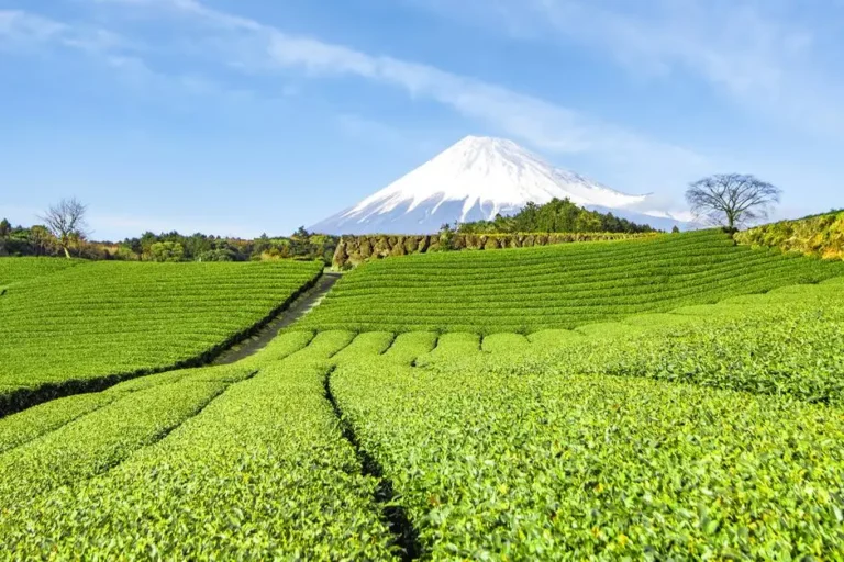Plantation de thé vert au Japon