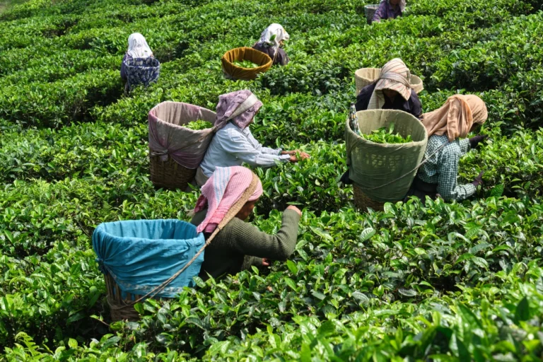 Groupe de femmes récoltant des feuilles de thé