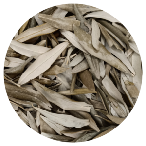 Feuilles d'Olivier bio